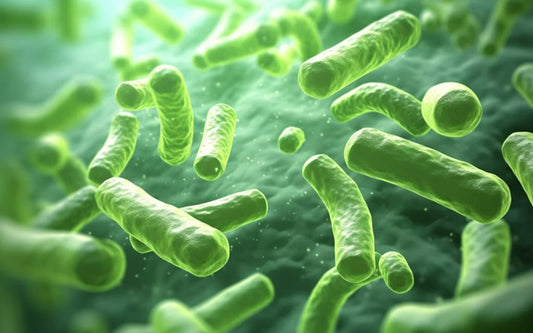 HEALTH BENEFITS OF LACTOBACILLUS PLANTARUM